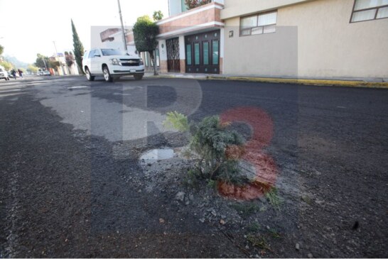 En la calle Carmen Serdán de la colonia Ciprés siembran arboles donde están sus baches