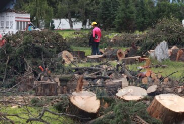 Derriban por lo menos una decena de árboles en plena ciudad capital.