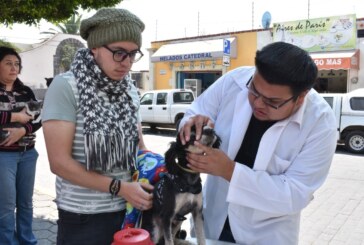 Llama salud Edoméx a vacunar a perros y gatos contra la rabia