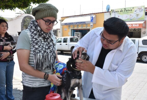 Llama salud Edoméx a vacunar a perros y gatos contra la rabia