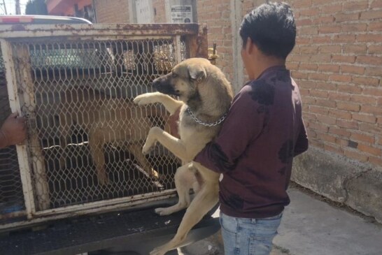 Resguardan a perros que atacaron a jóvenes en Metepec, inician investigación.