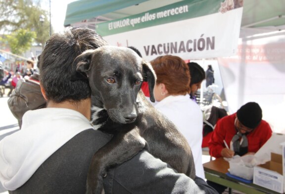 Continúa campaña permanente de esterilización y vacunación de mascotas en el CCA Toluca