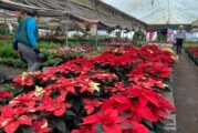 !Huele a Navidad¡ Flor de NocheBuena llega a San Lorenzo Tlacotepec