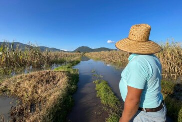 Más de 200 hectáreas de cultivos devastadas por inundaciones en Atlacomulco