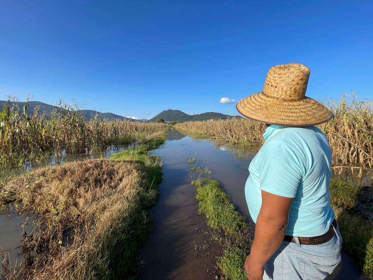 Más de 200 hectáreas de cultivos devastadas por inundaciones en Atlacomulco