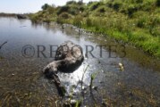 Garzas, peces y patos son hallados sin vida en Toluca.