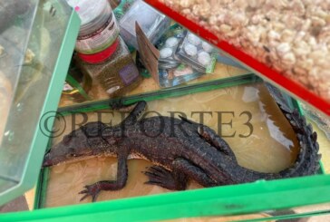 Tráfico de animales exóticos en el Mercado Ganadero de San Bernabé, sin control