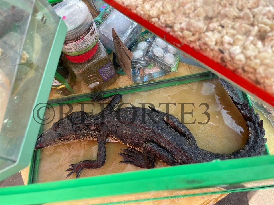 Tráfico de animales exóticos en el Mercado Ganadero de San Bernabé, sin control