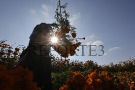 Inicia la Cosecha de Flores de cempasúchil, nube y terciopelo en Tenango