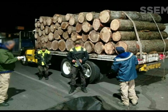 Asegura SSEM madera en rollo de aparente procedencia ilegal
