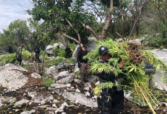 Localizan y destruyen mil metros cuadrados de plantíos de marihuana