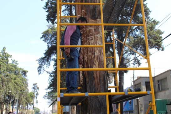 Embellece Toluca  Paseo Colón con el proyecto Tallando Vida