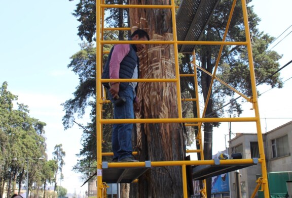 Embellece Toluca  Paseo Colón con el proyecto Tallando Vida